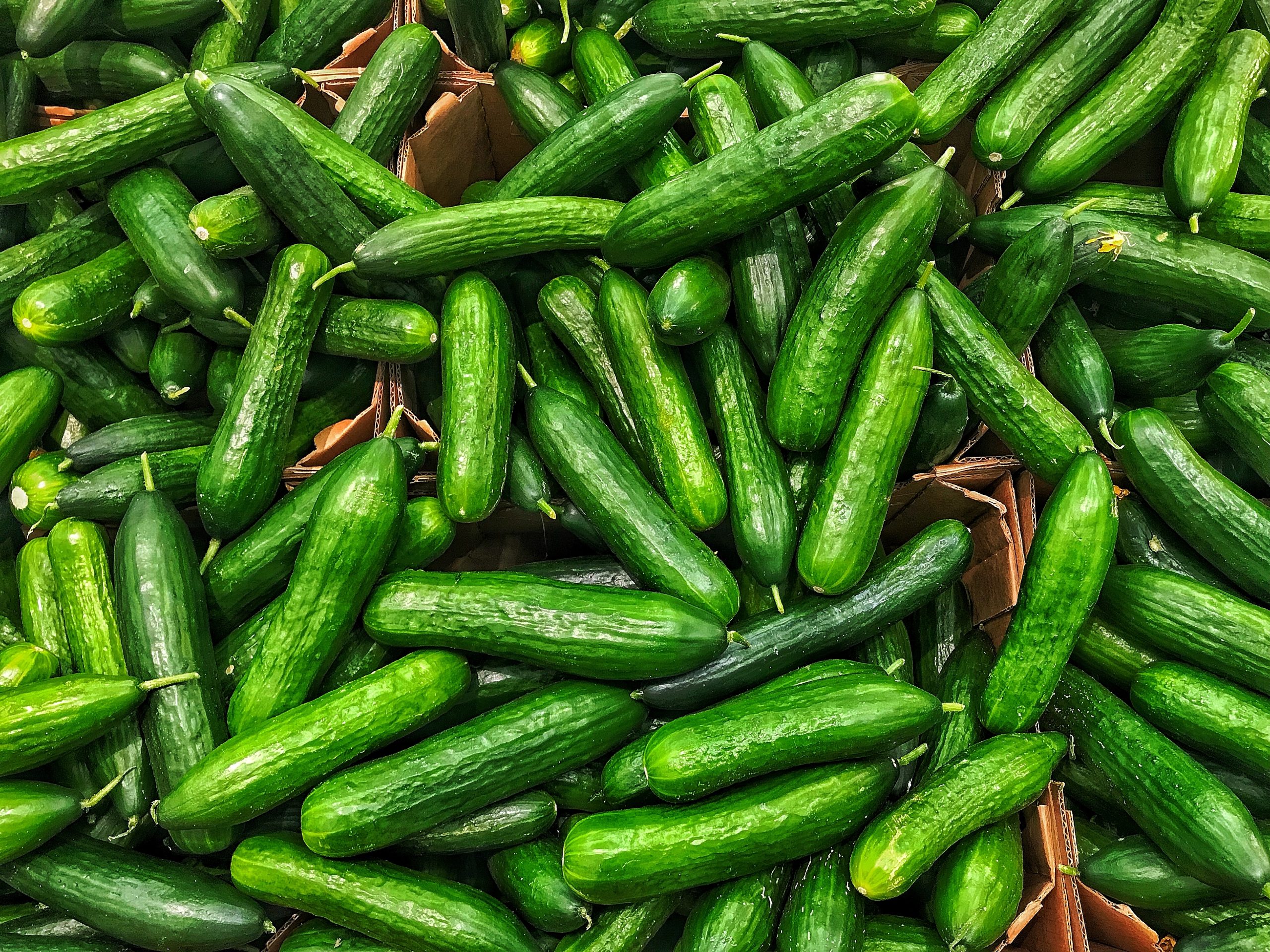 Cucumber background harvest. Many cucumbers. Fresh cucumbers from the field.