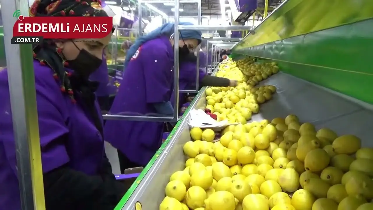 Our Lamas Lemon is in Canada